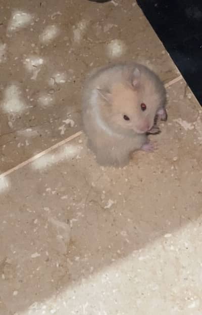 Furry Hamster