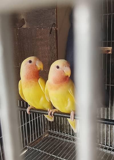 Love bird pair common lutiono