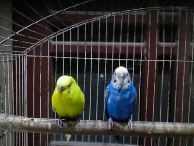 Australian budgies