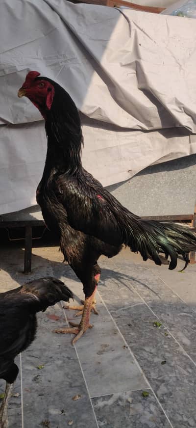 German Black O shamo eggs loc lahore Long height parents