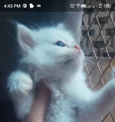 double coat breeder pair n kittens for sale