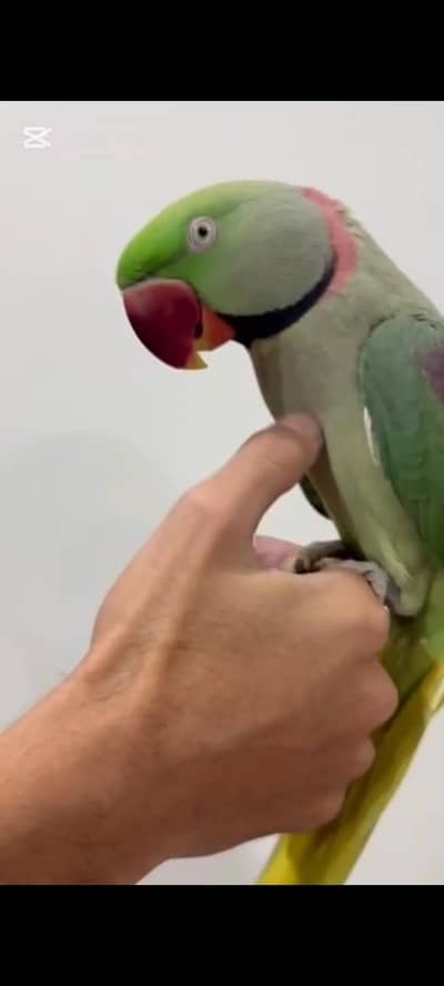 raw parrot