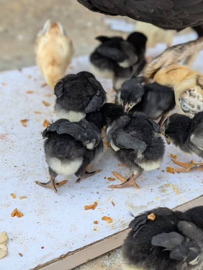 Quality Aseel Chicks | Lasani Mushka Cross Chicks | Mushki Madi-Mother