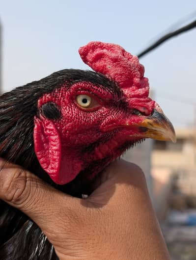 Lasani Mushka Cross Chicks | Quality Lsani Breeder Male & Mushki Madi