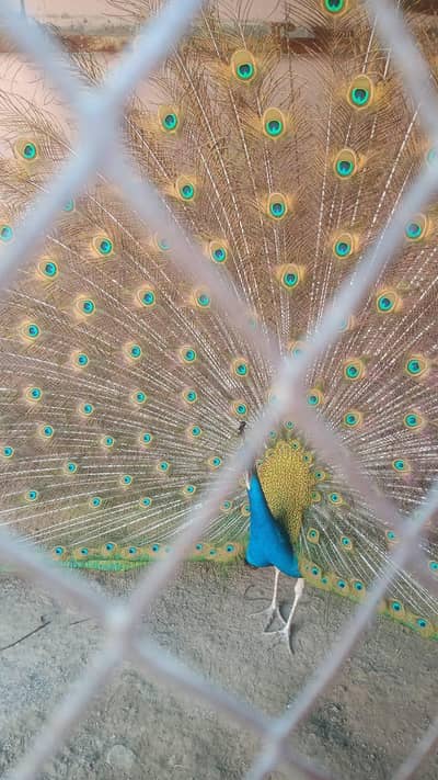 male female peacock moor