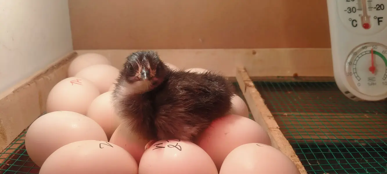 Australorp Heritage