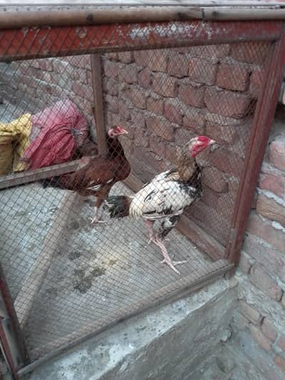 white nok nali , high quality