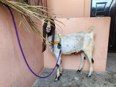 Beautiful Healthy Ando Goat for Sale – Perfect for Bakra Eid