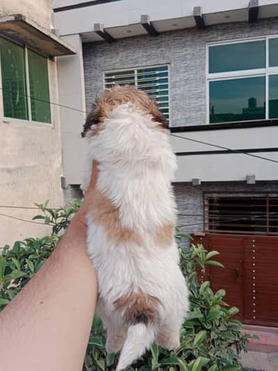 shihtzu female puppy health and active