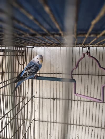 Budgies breeder female