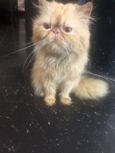 Peki stud male | male for cross | male for matting