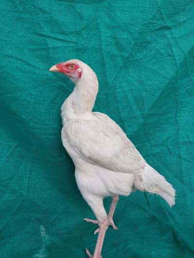 king White Shamoo Cross Aseel Egg Laying Hen