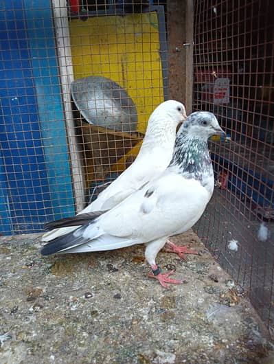 pigeon for sale