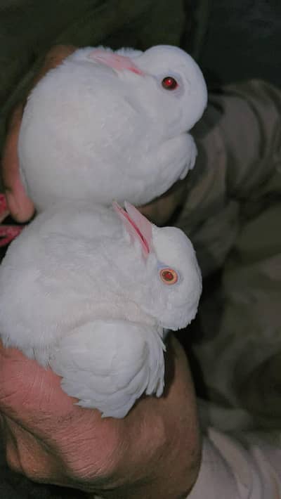 Red Eyes White Doves