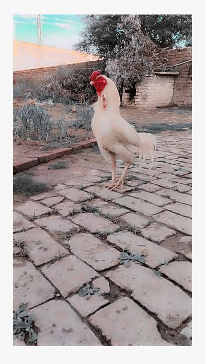 top quality aseel pair