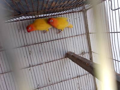 Fresh Piece Lutino personata pair