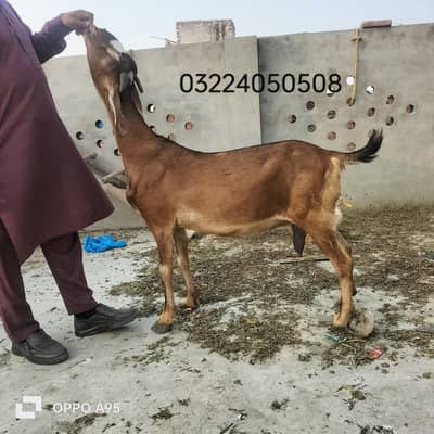 Ghaban Bakri | Nagra Bakri | Nagra Goat | ناگرہ بکری | Nagra Goat Lhr