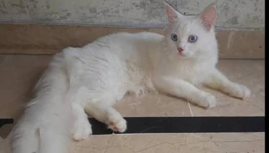 heavy coated breeder male cat