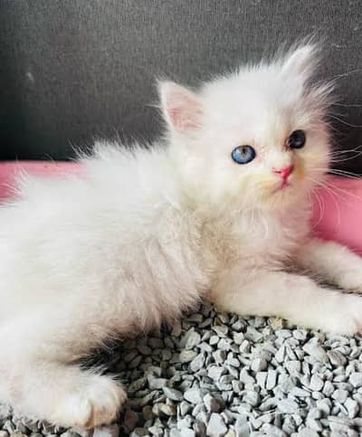 Extremely punch blue eyes long coated kittens