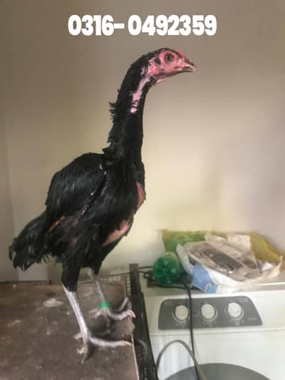 Vietnam cross Breeder Hen | Aseel Hen | Aseel Murgi