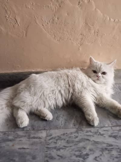 white persian male cat