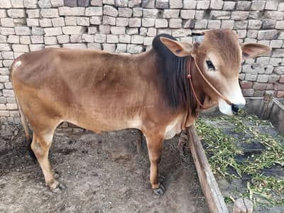 sahiwal bull fore sale