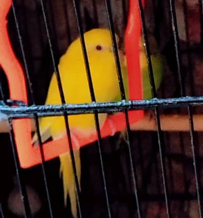 Healthy Australian  Budgies – English Budgies