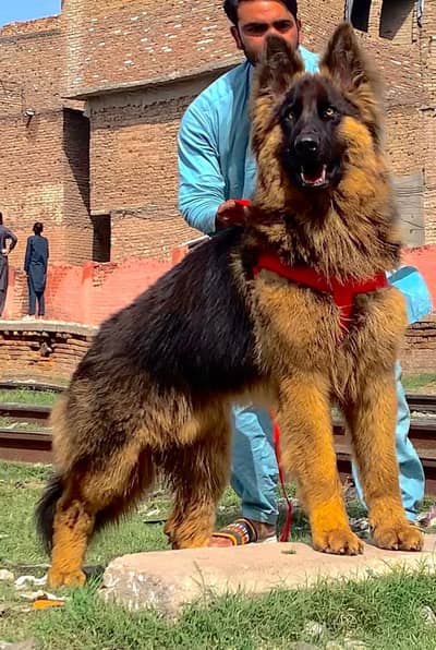 Garman shepherd. for sale +92-311-1900-302