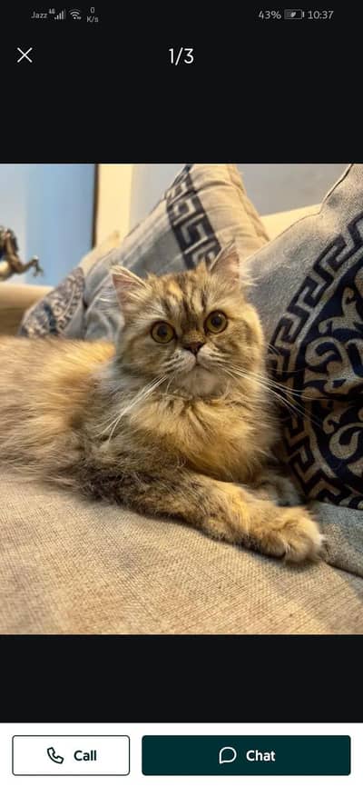 Persian breeder cat for urgent sale