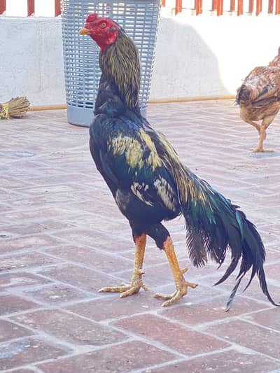 Sawa jawa patha mianwali patha