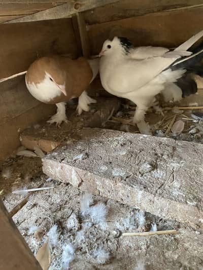 Sherazi piegons for sale