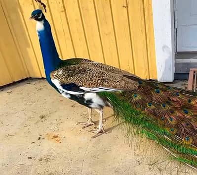 Indian Blue Peacock