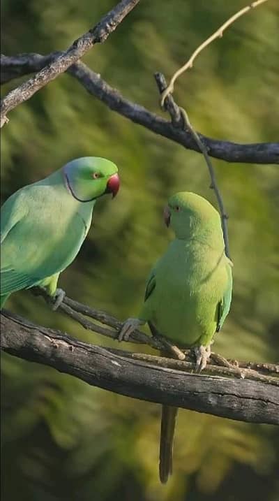 Selling Ringneck pair in Islamabad