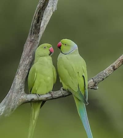 Ringneck pair for sale