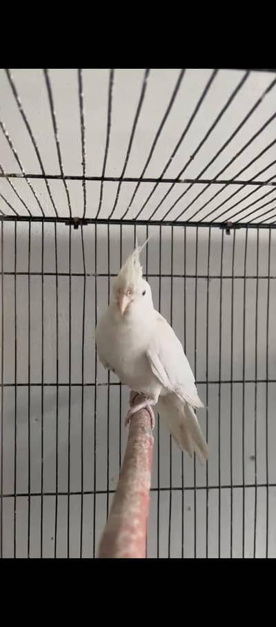 eno cocktail female/ exhibition budgries breeder pair with egg