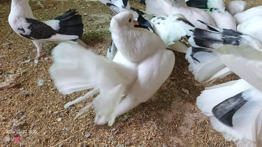 9 Kabootar Available