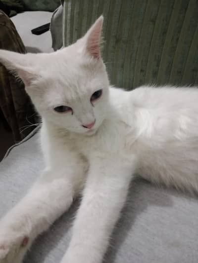 Persian beautiful pure white cat blue eyes poch face 