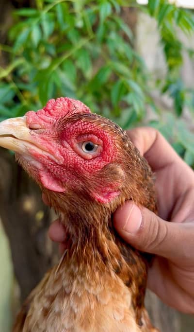 Aseel madi High Quality