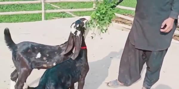 desi bhitar bakri for sale WhatsApp number 0310=2729=869