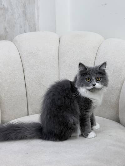 Grey and white Persian female cat