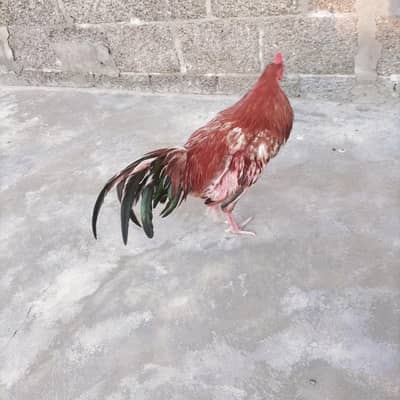 دیسی اصیل مرغا برائے فروخت – صحت مند اور خوبصورت