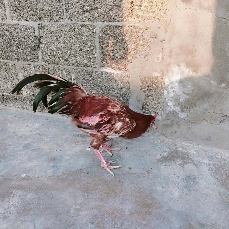 دیسی اصیل مرغا برائے فروخت – صحت مند اور خوبصورت 1