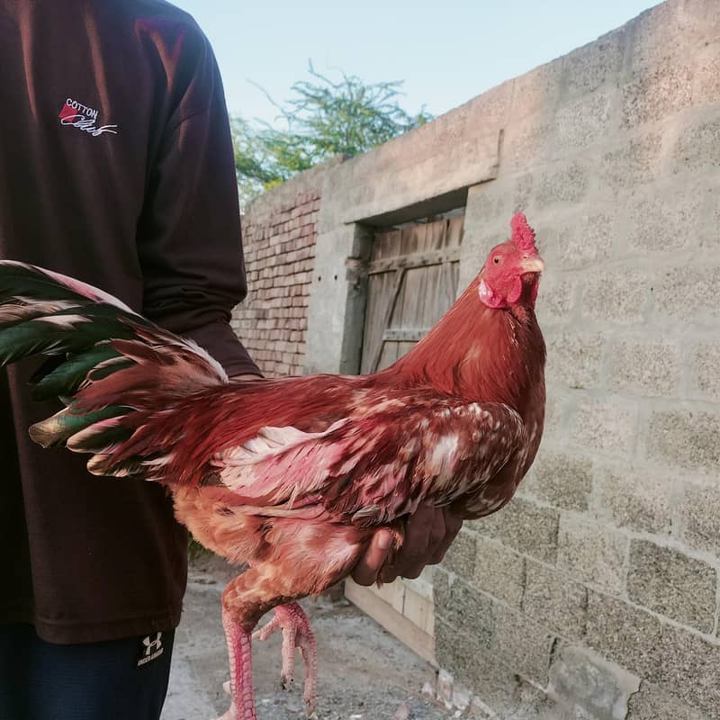 دیسی اصیل مرغا برائے فروخت – صحت مند اور خوبصورت 2