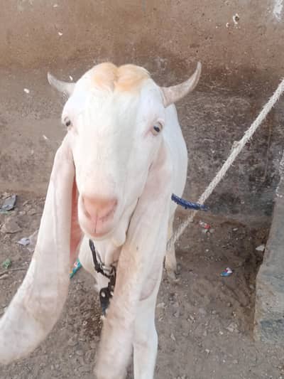 bakra or bakrie jodie  pure desi gulabi