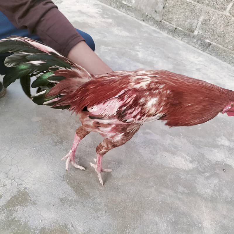 دیسی اصیل مرغا برائے فروخت – صحت مند اور خوبصورت 3