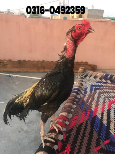 Jawa Aseel | Aseel Murga | Aseel