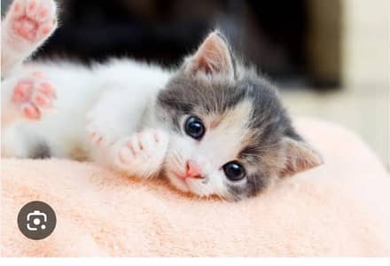 only serious buyer contact