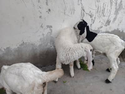 goats for sale