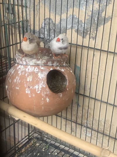 Zebra finches