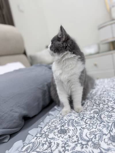 Grey and white male kitten